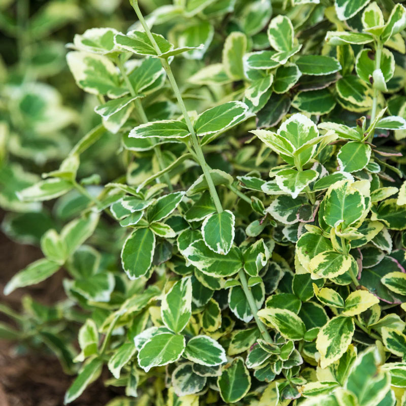 Emerald Gaiety Euonymus Ground Covers from Gurney's