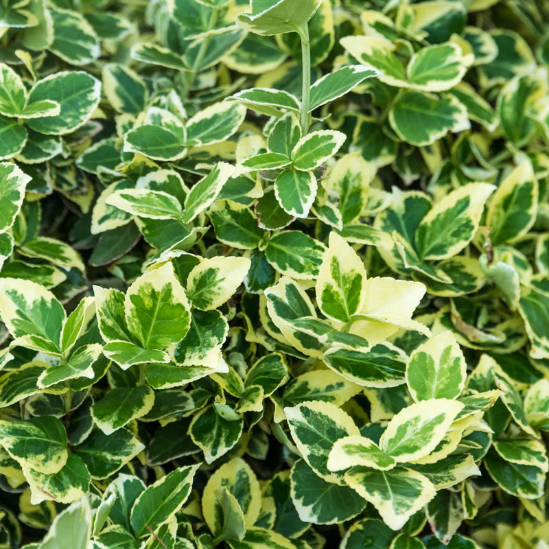 Emerald Gaiety Euonymus Ground Covers from Gurney's