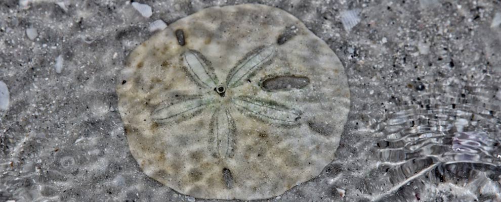 How To Whiten Sand Dollars With Hydrogen Peroxide TangeRine