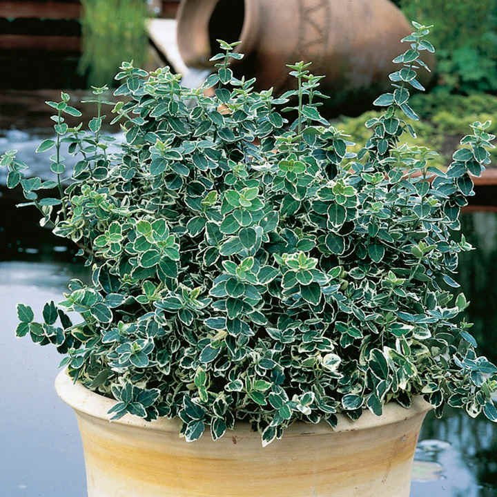Euonymus Plant Emerald Gaiety Ground Cover Shrubs