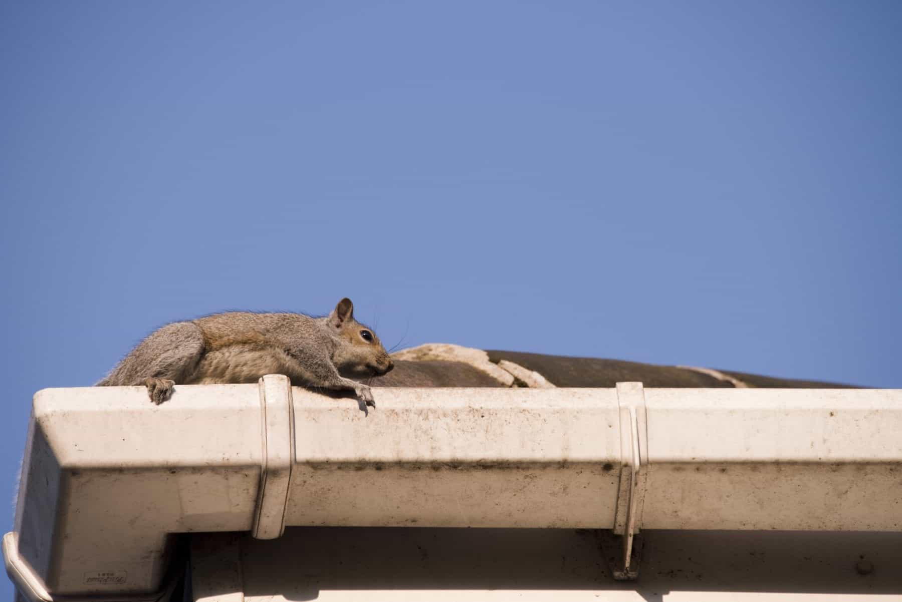 How To Get Rid Of Squirrels Naturally at Craigslist