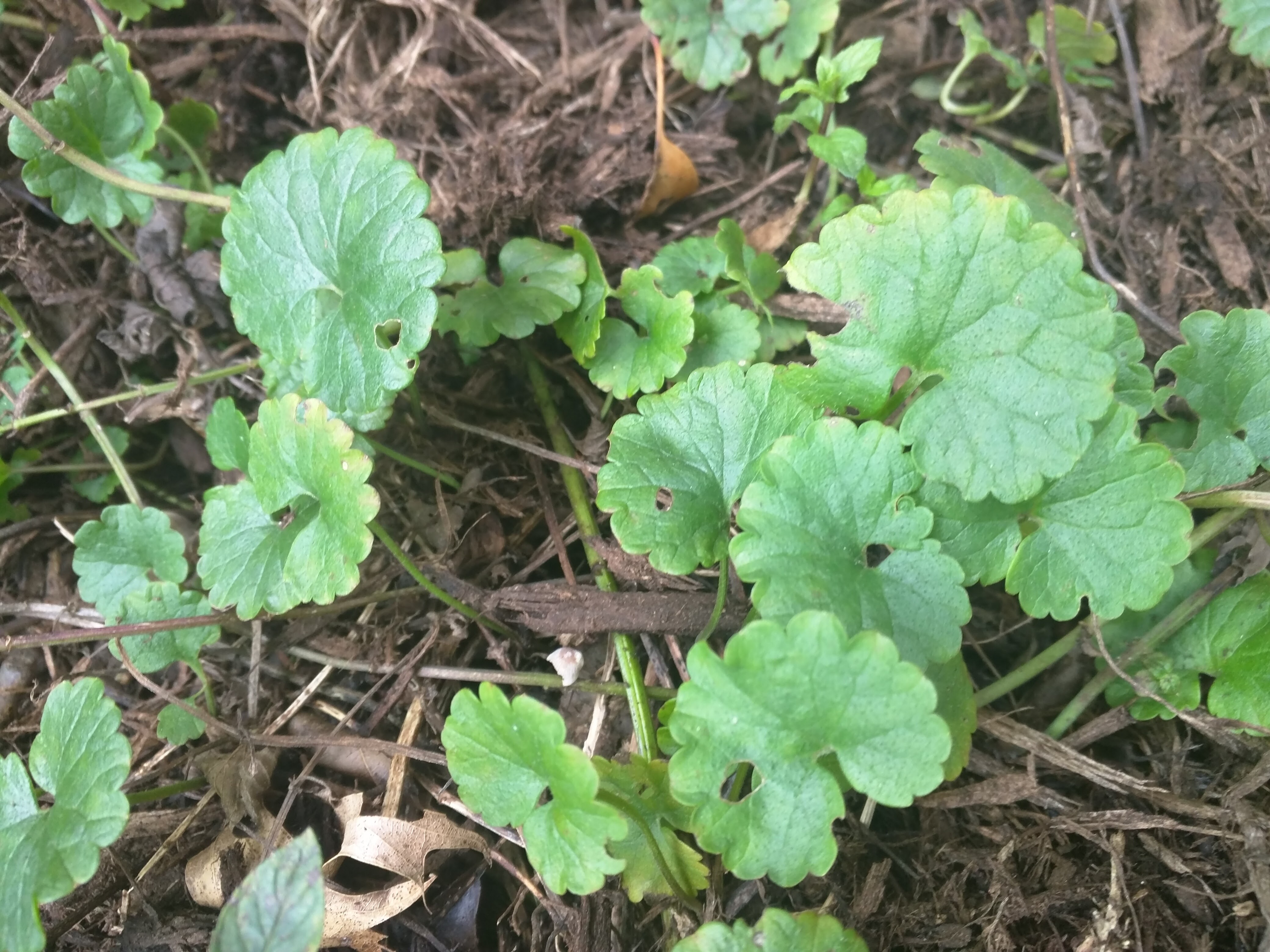 Northeastern Ohio Edible Garden Weeds The Snarky Gardener