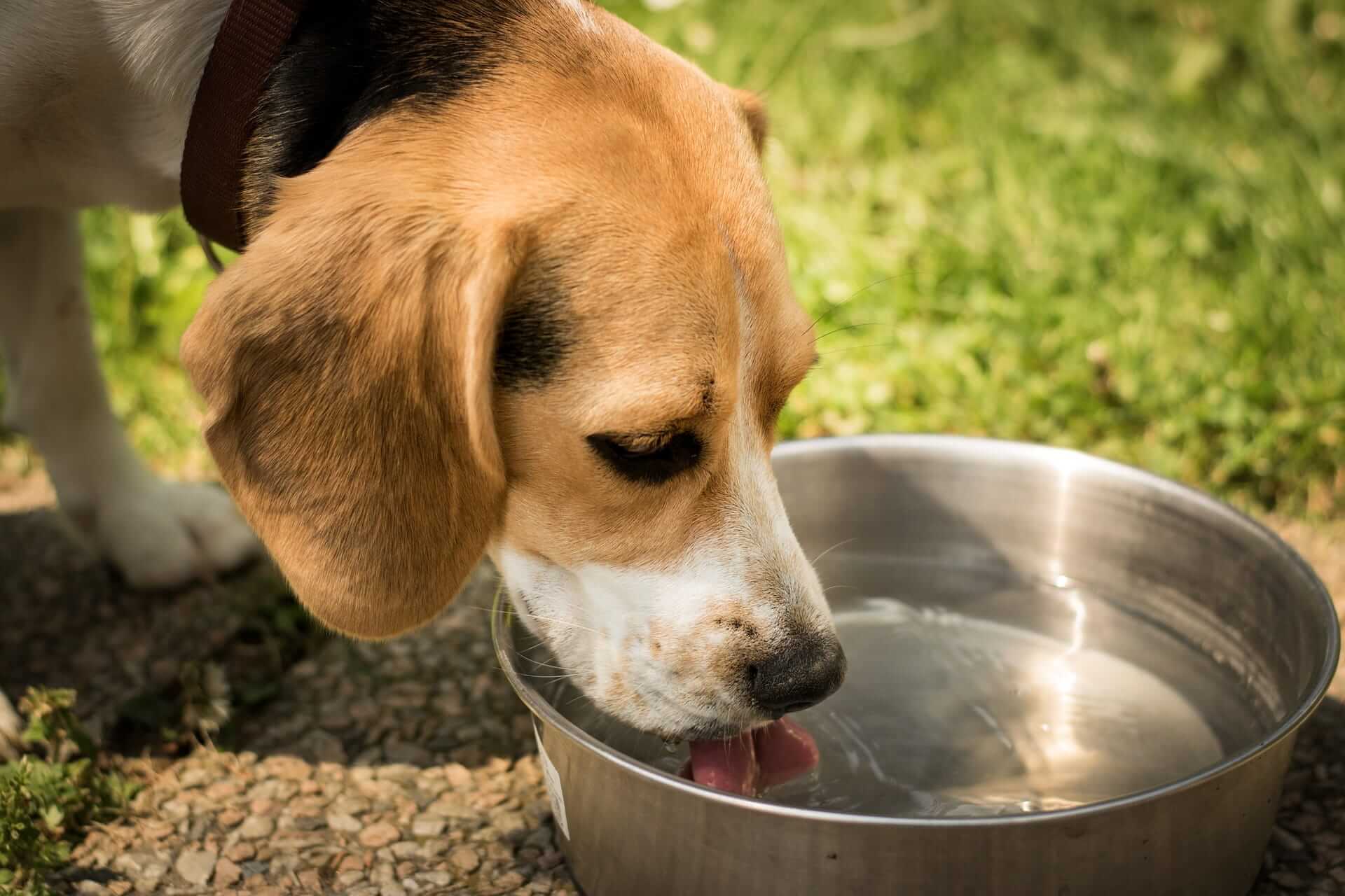 How To Get A Dog To Drink Water Thebabcockagency